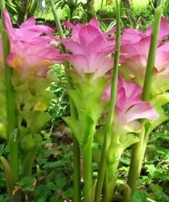 Organic Yellow Turmeric Live Plant - Curcuma longa Starter - Indoor/Outdoor Herb - Image 2