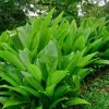 Organic Yellow Turmeric Live Plant - Curcuma longa Starter - Indoor/Outdoor Herb - Image 1