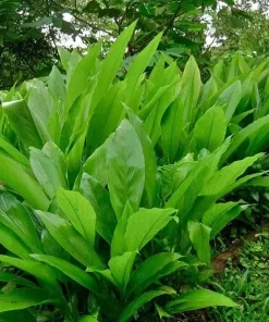 Organic Yellow Turmeric Live Plant - Curcuma longa Starter - Indoor/Outdoor Herb - Image 1