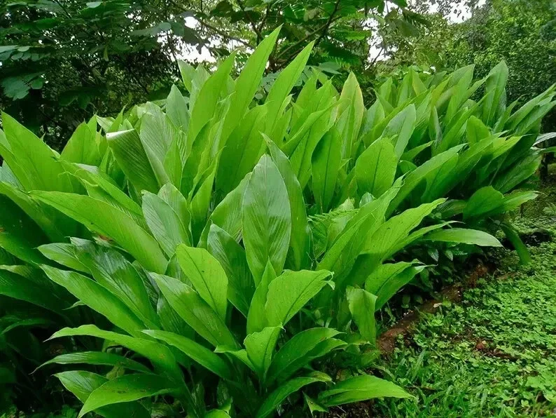 Organic Yellow Turmeric Live Plant - Curcuma longa Starter - Indoor/Outdoor Herb - Image 1