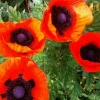 Oriental Poppy Seeds - 200+ Perennial Flower Seeds, Reddish Orange for Garden - Image 1