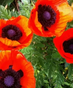 Oriental Poppy Seeds - 200+ Perennial Flower Seeds, Reddish Orange for Garden - Image 1