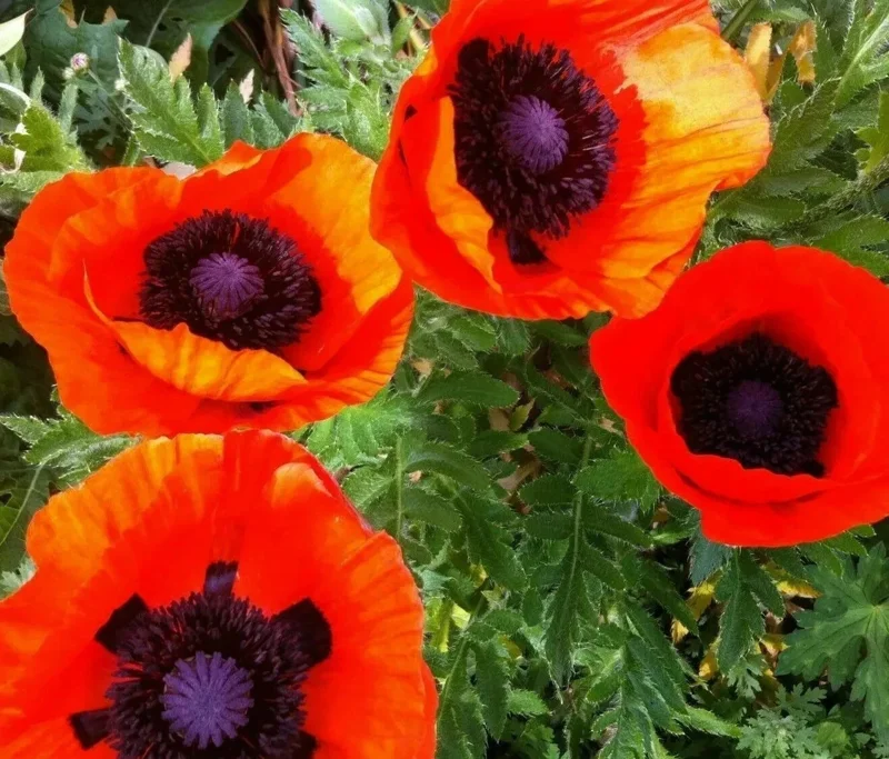 Oriental Poppy Seeds - 200+ Perennial Flower Seeds, Reddish Orange for Garden - Image 1