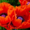 Oriental Poppy Seeds 200+ - Reddish Orange Perennial Flower Garden - Image 1