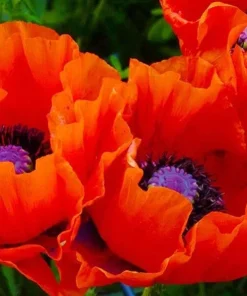 Oriental Poppy Seeds 200+ - Reddish Orange Perennial Flower Garden - Image 1