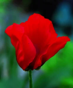 Oriental Poppy Seeds – Beauty of Livermere – 100 Seeds – Crimson Scarlet Blooms - Image 10