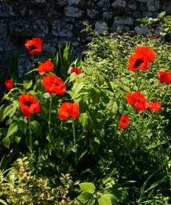 Oriental Poppy Seeds – Beauty of Livermere – 100 Seeds – Crimson Scarlet Blooms - Image 11