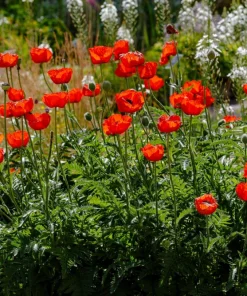 Oriental Poppy Seeds – Beauty of Livermere – 100 Seeds – Crimson Scarlet Blooms - Image 2
