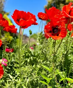 Oriental Poppy Seeds – Beauty of Livermere – 100 Seeds – Crimson Scarlet Blooms - Image 3