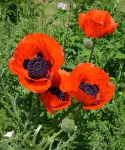 Oriental Poppy Seeds – Beauty of Livermere – 100 Seeds – Crimson Scarlet Blooms - Image 4
