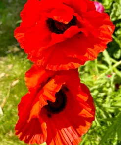 Oriental Poppy Seeds – Beauty of Livermere – 100 Seeds – Crimson Scarlet Blooms - Image 5