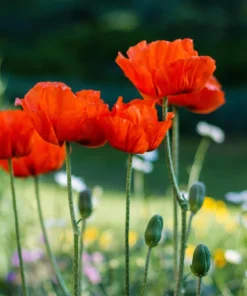 Oriental Poppy Seeds – Beauty of Livermere – 100 Seeds – Crimson Scarlet Blooms - Image 6