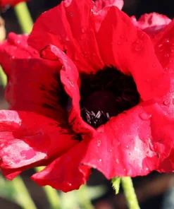 Oriental Poppy Seeds – Beauty of Livermere – 100 Seeds – Crimson Scarlet Blooms - Image 7