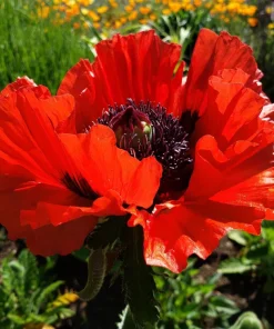 Oriental Poppy Seeds – Beauty of Livermere – 100 Seeds – Crimson Scarlet Blooms - Image 8
