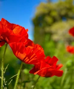 Oriental Poppy Seeds – Beauty of Livermere – 100 Seeds – Crimson Scarlet Blooms - Image 9