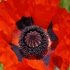 Oriental Poppy Seeds – Beauty of Livermere – 100 Seeds – Crimson Scarlet Blooms - Image 1