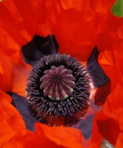 Oriental Poppy Seeds – Beauty of Livermere – 100 Seeds – Crimson Scarlet Blooms - Image 1