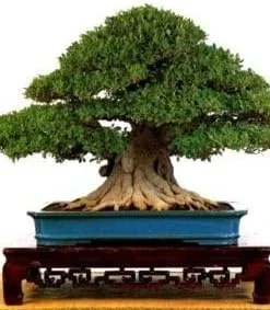 Oriental Weeping Fig Tree - Ficus Bonsai Live Plant - 4" Pot - Indoor - Image 2