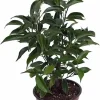 Oriental Weeping Fig Tree - Ficus Bonsai Live Plant - 4" Pot - Indoor - Image 1