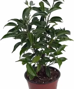 Oriental Weeping Fig Tree - Ficus Bonsai Live Plant - 4