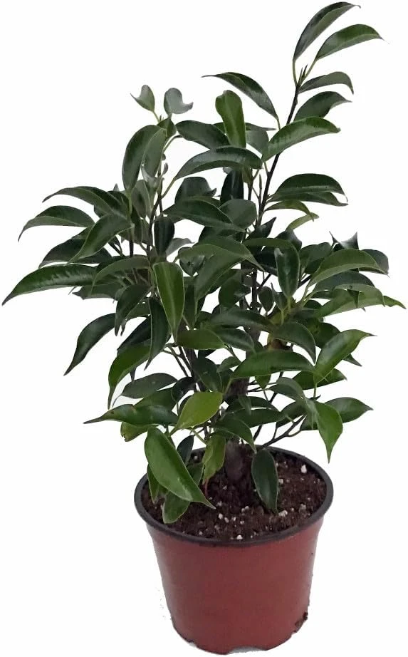Oriental Weeping Fig Tree - Ficus Bonsai Live Plant - 4" Pot - Indoor - Image 1
