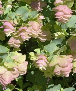 Ornamental Oregano Live Plant – Trailing Culinary Herb – Decorative Groundcover - Image 2