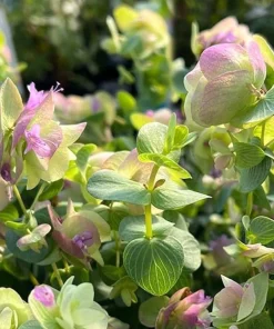 Ornamental Oregano Live Plant – Trailing Culinary Herb – Decorative Groundcover - Image 3