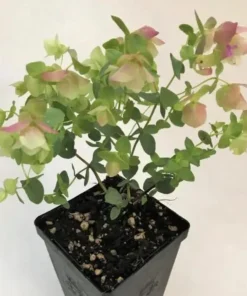 Ornamental Oregano Live Plant – Trailing Culinary Herb – Decorative Groundcover - Image 4