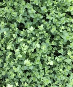 Ornamental Oregano Live Plant – Trailing Culinary Herb – Decorative Groundcover - Image 5
