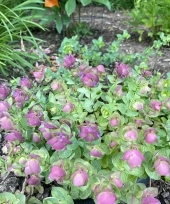Ornamental Oregano Live Plant – Trailing Culinary Herb – Decorative Groundcover - Image 6