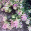 Ornamental Oregano Live Plant – Trailing Culinary Herb – Decorative Groundcover - Image 1