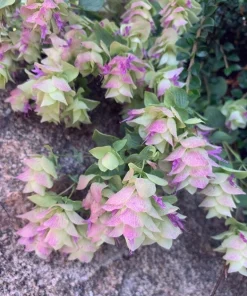 Ornamental Oregano Live Plant – Trailing Culinary Herb – Decorative Groundcover - Image 1