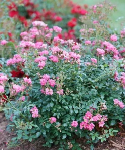 Oso Easy Double Pink Rose Live Plant – 4 inch Pot – Hardy Outdoor Shrub - Image 2