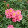 Oso Easy Double Pink Rose Live Plant – 4 inch Pot – Hardy Outdoor Shrub - Image 1