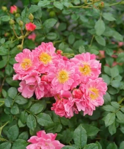 Oso Easy Double Pink Rose Live Plant – 4 inch Pot – Hardy Outdoor Shrub - Image 1