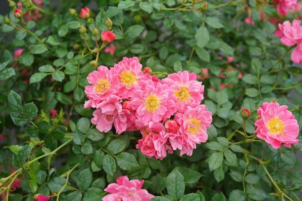 Oso Easy Double Pink Rose Live Plant – 4 inch Pot – Hardy Outdoor Shrub - Image 1
