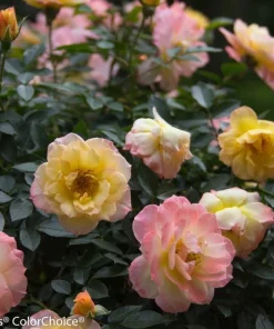 Oso Easy Italian Ice Rose Bush - Reblooming Live Plant, 4 inch pot - Image 2