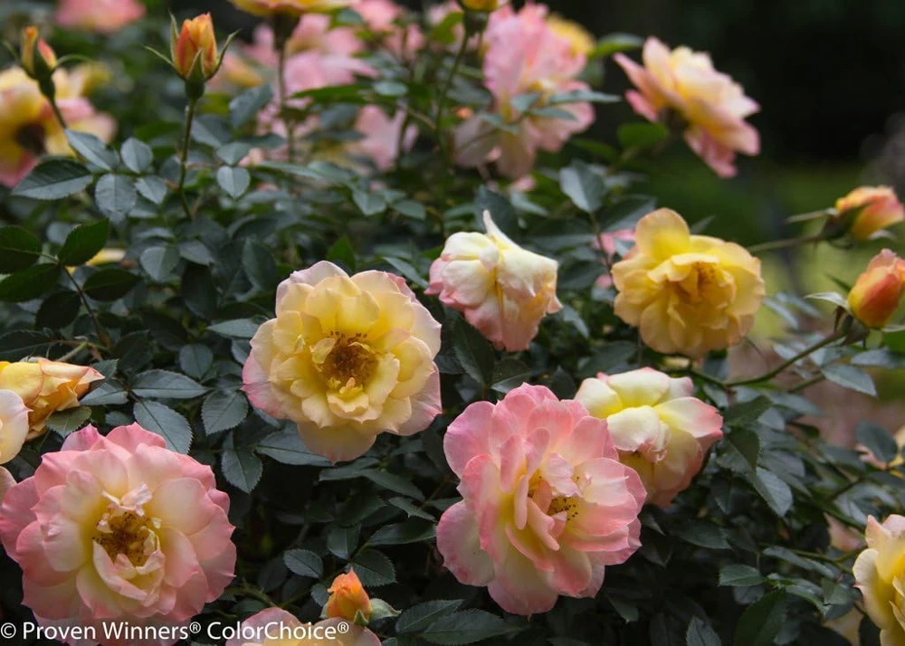 Oso Easy Italian Ice Rose Bush - Reblooming Live Plant, 4 inch pot - Image 2