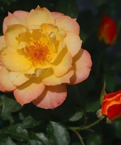 Oso Easy Italian Ice Rose Bush - Reblooming Live Plant, 4 inch pot - Image 3