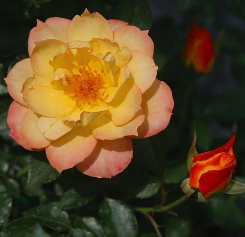 Oso Easy Italian Ice Rose Bush - Reblooming Live Plant, 4 inch pot - Image 3
