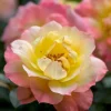 Oso Easy Italian Ice Rose Bush - Reblooming Live Plant, 4 inch pot - Image 1