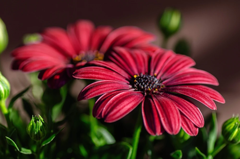 Osteospermum Ecklonis Seeds - 20 Mixed Colors African Cape Daisy Flower Seeds - Image 10