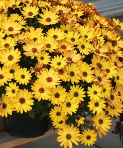 Osteospermum Ecklonis Seeds - 20 Mixed Colors African Cape Daisy Flower Seeds - Image 11