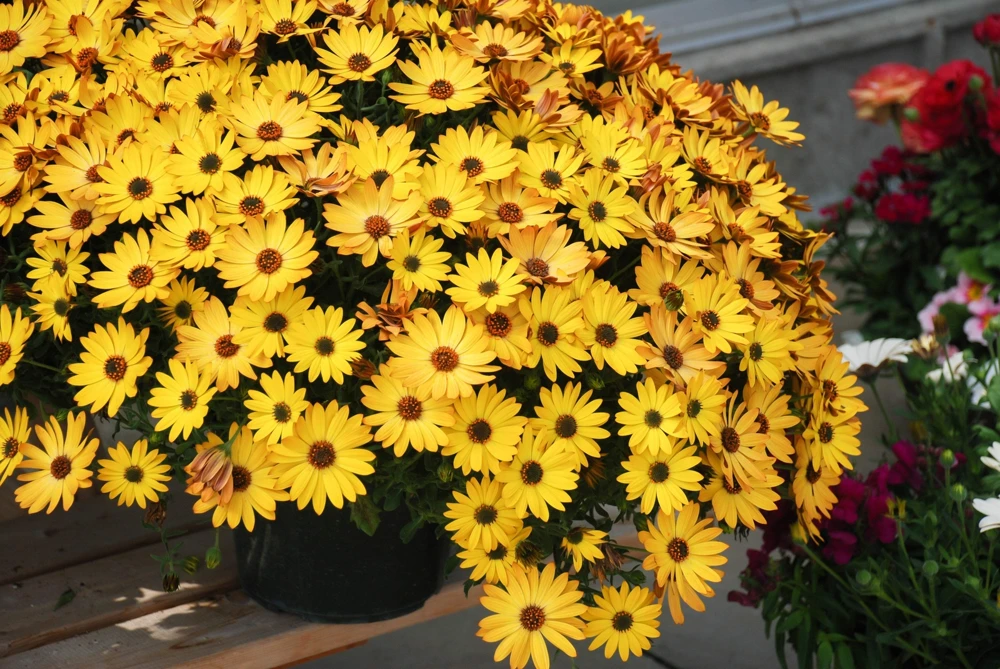 Osteospermum Ecklonis Seeds - 20 Mixed Colors African Cape Daisy Flower Seeds - Image 11