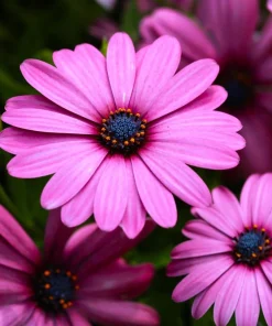 Osteospermum Ecklonis Seeds - 20 Mixed Colors African Cape Daisy Flower Seeds - Image 12