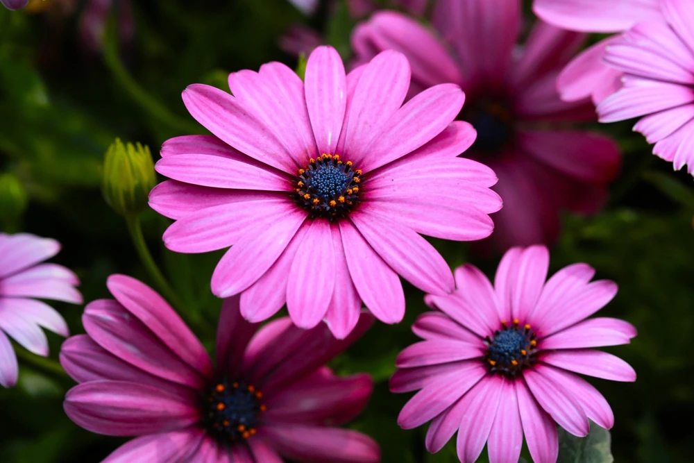 Osteospermum Ecklonis Seeds - 20 Mixed Colors African Cape Daisy Flower Seeds - Image 12