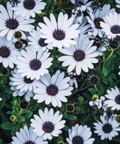 Osteospermum Ecklonis Seeds - 20 Mixed Colors African Cape Daisy Flower Seeds - Image 13