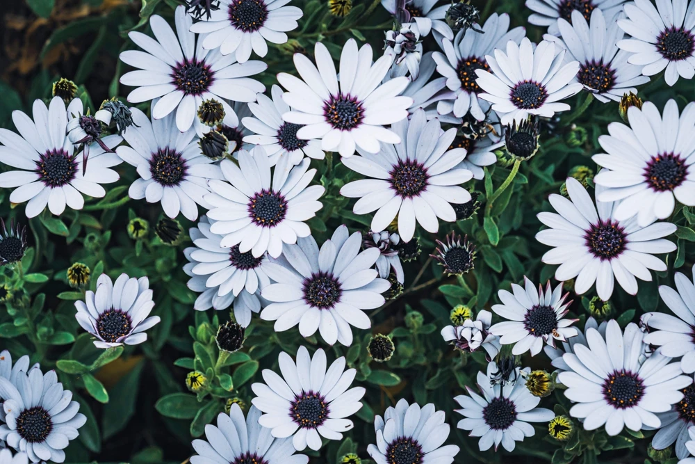 Osteospermum Ecklonis Seeds - 20 Mixed Colors African Cape Daisy Flower Seeds - Image 13