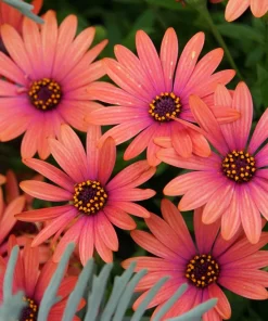Osteospermum Ecklonis Seeds - 20 Mixed Colors African Cape Daisy Flower Seeds - Image 14