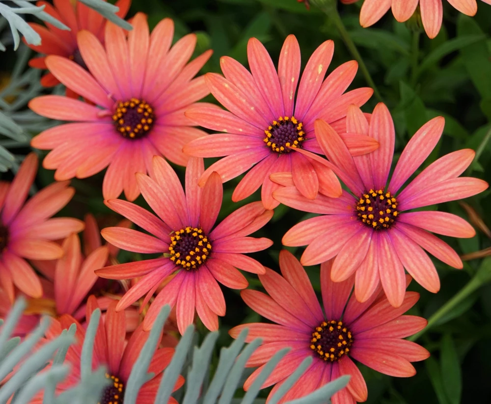 Osteospermum Ecklonis Seeds - 20 Mixed Colors African Cape Daisy Flower Seeds - Image 14